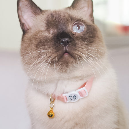 Cat Collar in Camilia