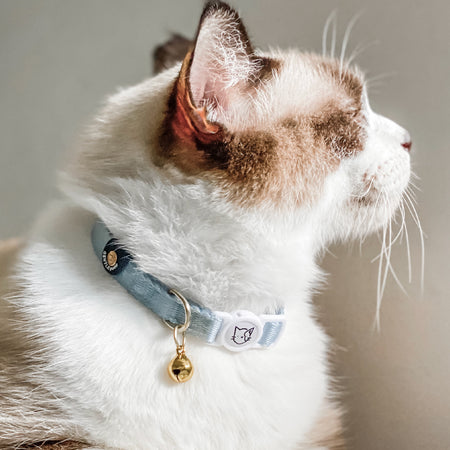 Cat Collar in Cornflower