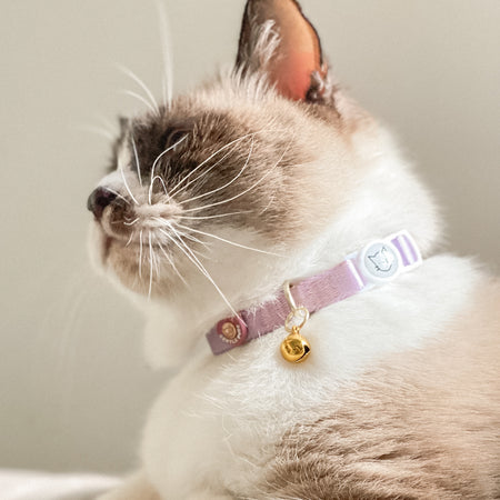 Cat Collar in Taro