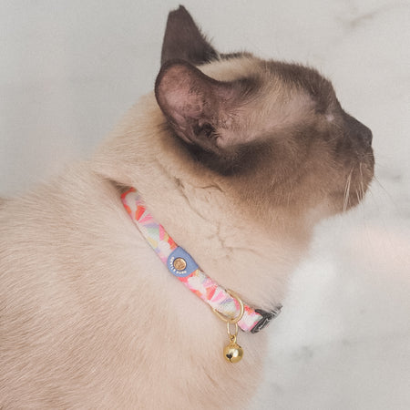 Cat Collar in After the Rain