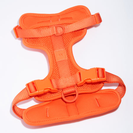 Harness in Blaze<br><span style="color: #D47E26;">Happy Halloween</span>