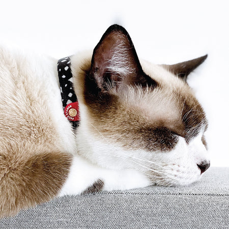 Cat Collar in Cheeky Chip