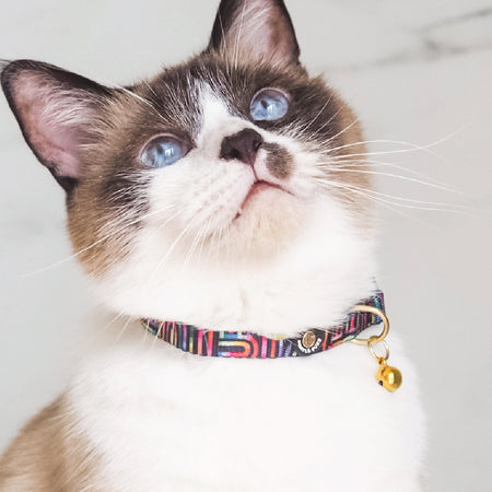 Cat Collar in Rainbow Maze