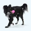 Boundr<br><span style="color: #D47E26;">tennis ball alternative</span>