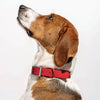 Collar + Leash in Strawberry<br><span style="color: #D47E26;">for a limited period of time</span>