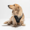 Harness in Black<br><span style="color: #D47E26;">Happy Halloween</span>