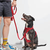 Leash in Strawberry<br><span style="color: #D47E26;">for a limited period of time</span>