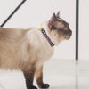 GENTLE PURR x BROOK GOSSEN Cat Collar in Rainbow Maze