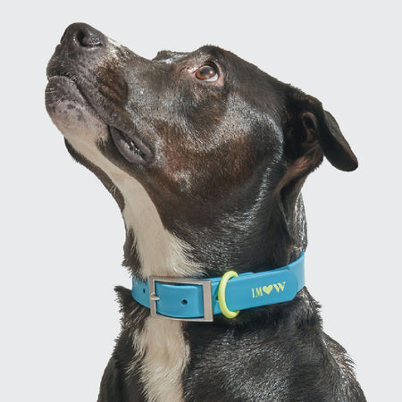 WILD ONE Pet Collar